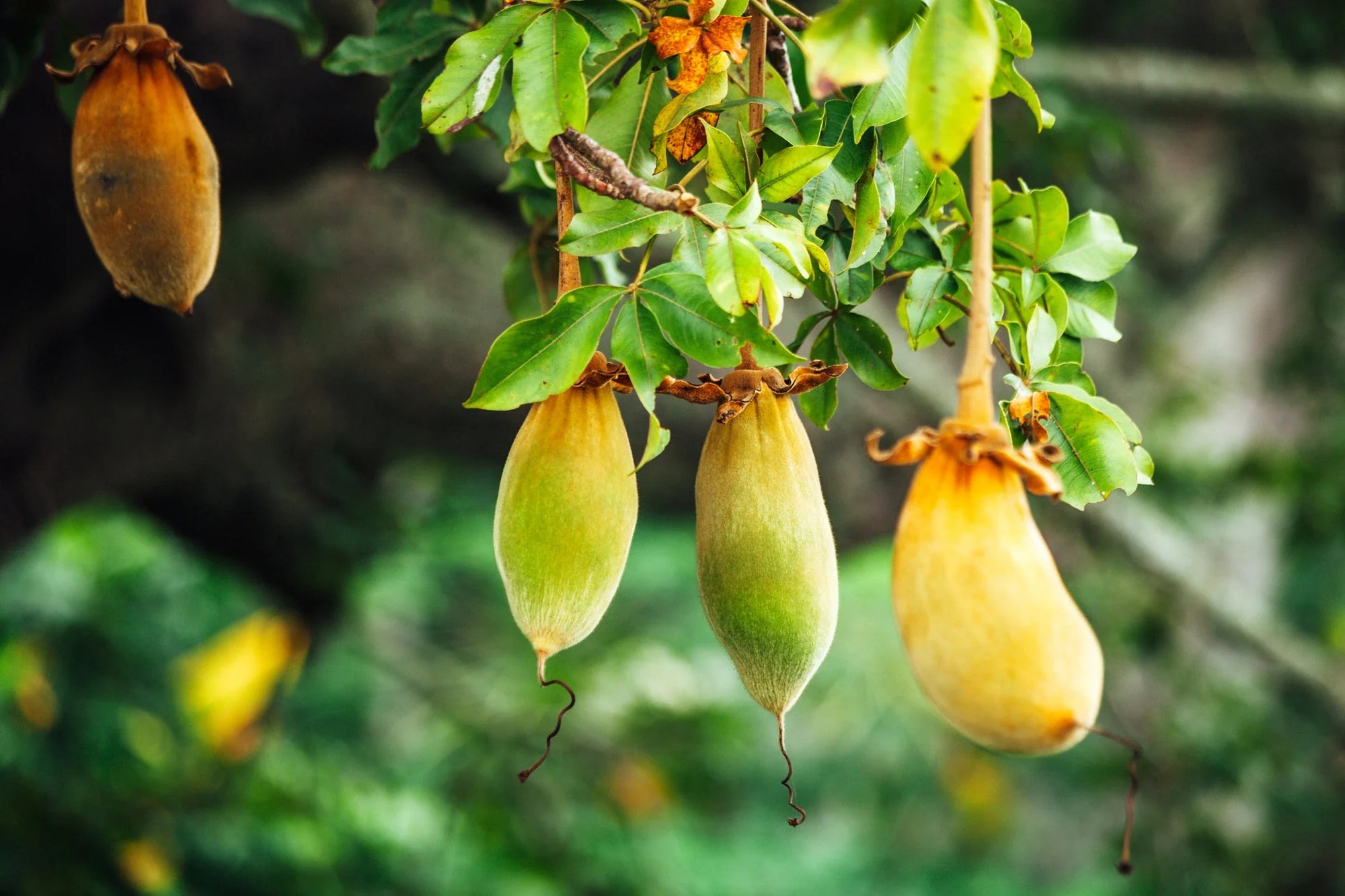 Save the Baobab