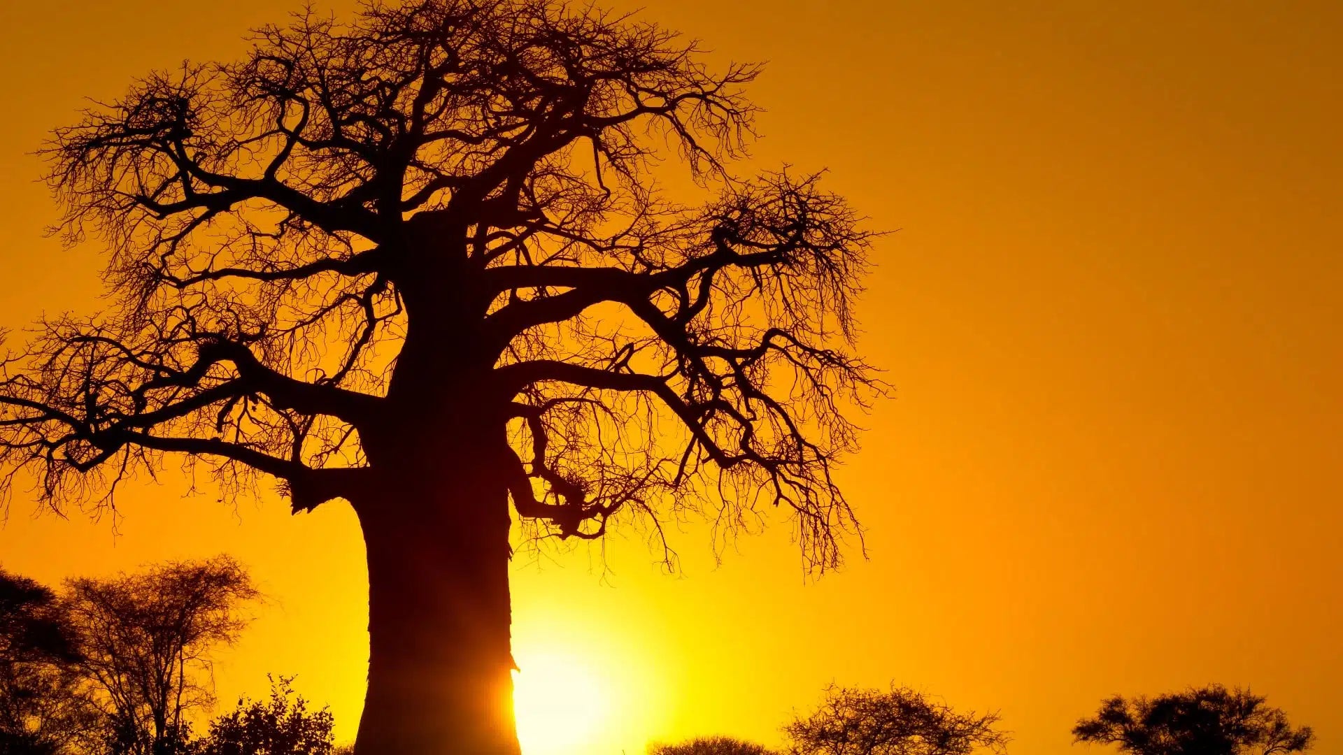 Baobab Tree in Africa