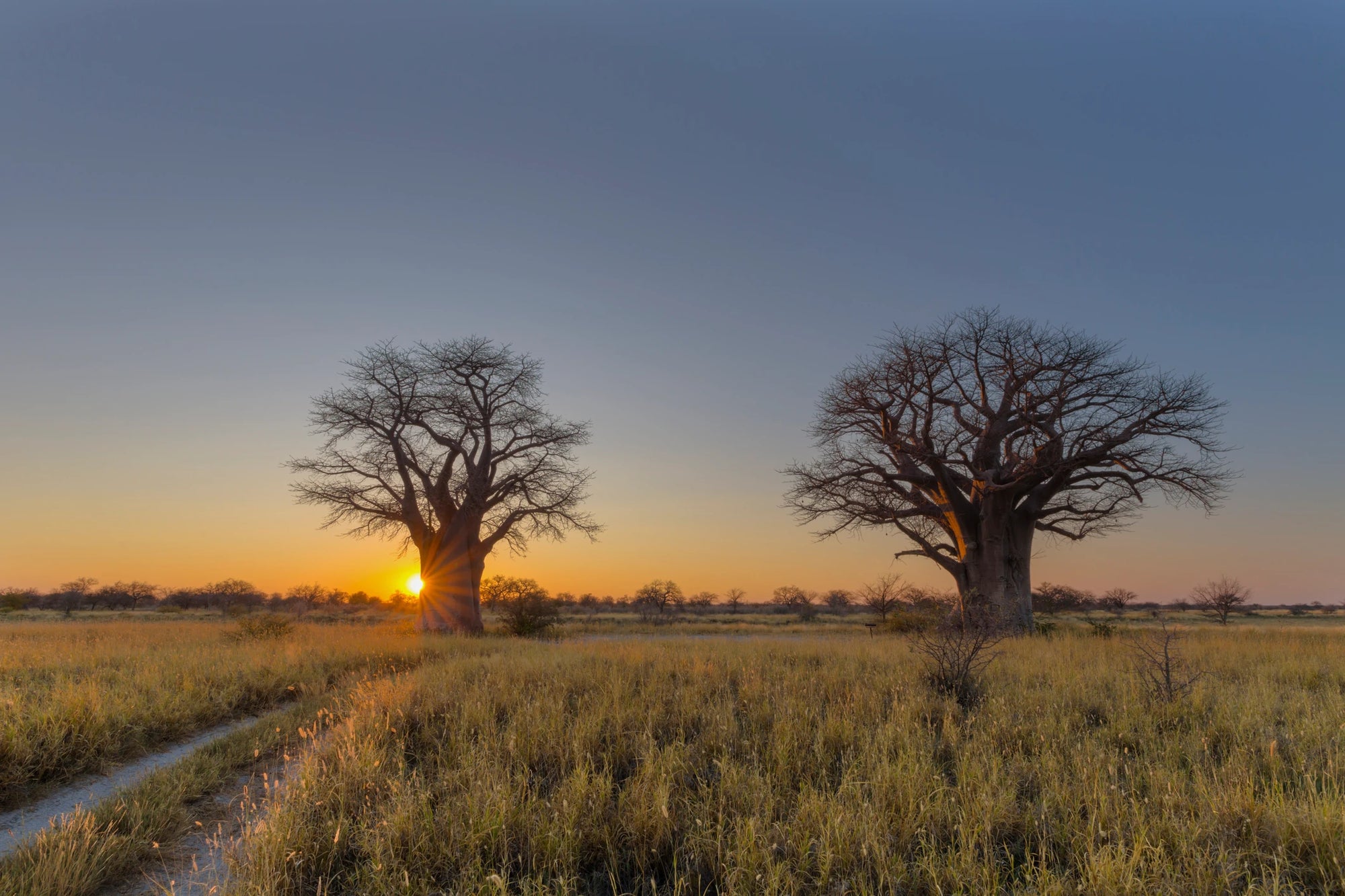 A sunset landscape featuring majestic baobab trees silhouetted against a glowing sky.
